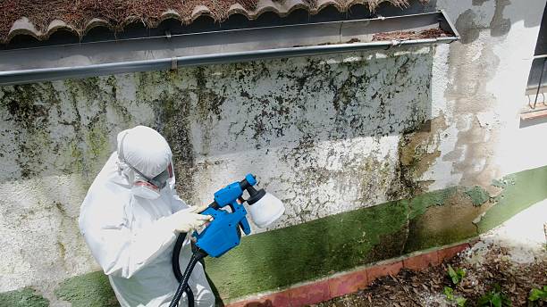 Top rated local Mold Testing specialists in Stevensville, MD